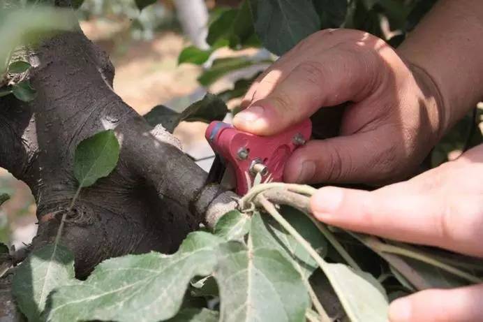 苹果树最新促花技术，解锁果树高产的秘密